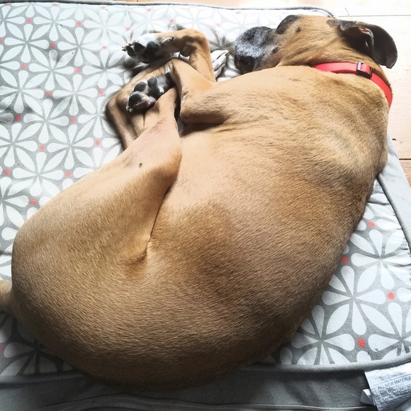 Meet your Posher, Kitty - Picture 1 of 1